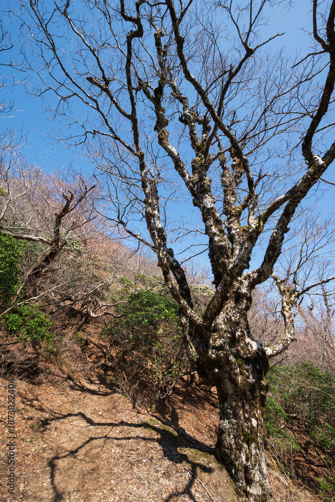 Obraz premium Climbing Mount Amagi, Shizuoka, Japan