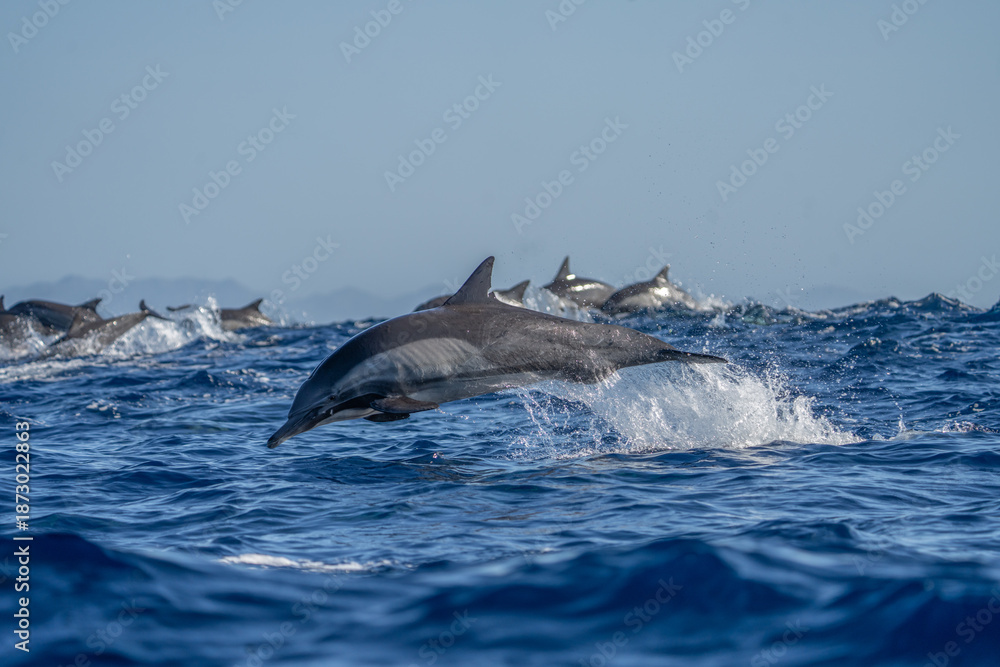 Fototapeta premium Common dolphins are playing in the waves. A large group of dolphins are searching for food. The dolphins are leaping out of the water.