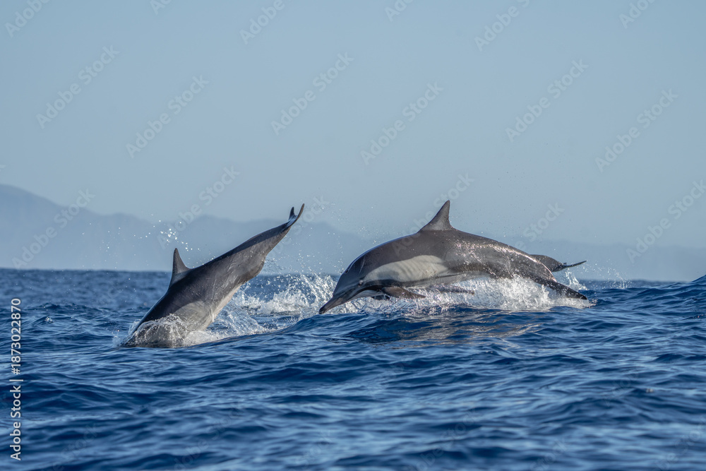Fototapeta premium Common dolphins are playing in the waves. A large group of dolphins are searching for food. The dolphins are leaping out of the water.