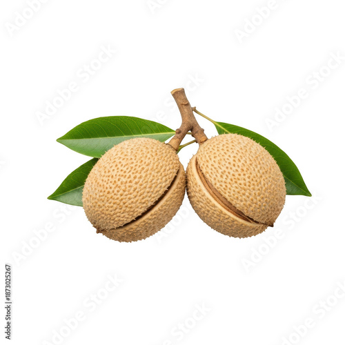 Two ripe sapodilla fruits with textured skin and green leaves on a branch isolated on a transparent background