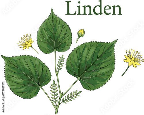 Linden plant botanical illustration, green leaves, yellow flowers, herbal foliage, medicinal tree, nature drawing, educational chart, flat vector illustration