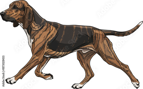 Plott Hound dog walking relaxed trotting gait movement side view