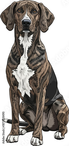 Plott Hound dog sitting upright attentive facing front illustration