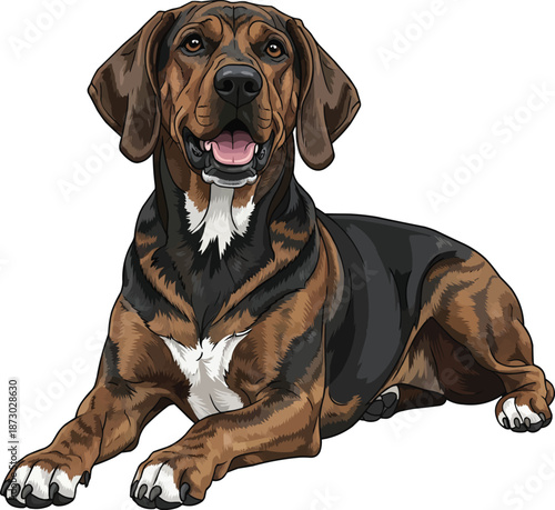 Plott Hound dog lying down relaxed smiling head raised pose