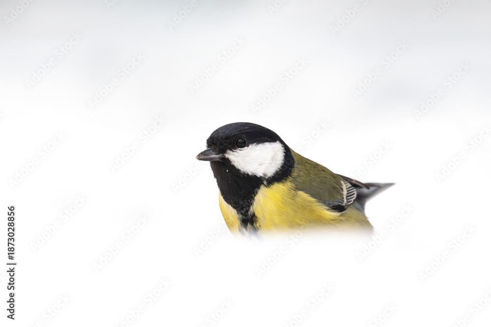 Naklejka premium Kohlmeise im Schnee