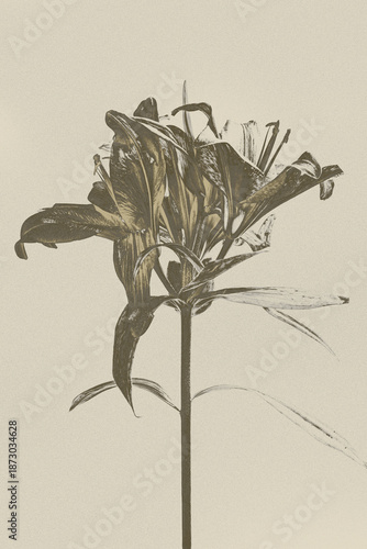Vintage botanical illustration of lily flower on beige paper. Retro sepia sketch drawing style poster.