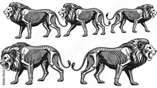 Skeletal Lions in Dynamic Poses Showing Internal Anatomy, Black and White Illustration