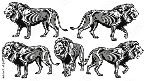Skeleton Anatomy of Five Lions in Different Poses for Biological Illustration