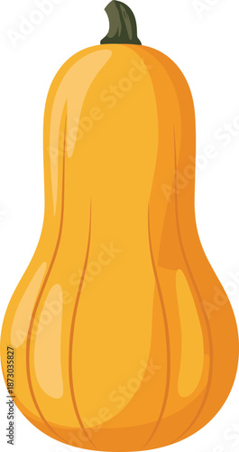 Butternut squash, vegetable illustration, orange produce, healthy food, organic ingredient, stylized drawing, seasonal vegetable, edible design, farm harvest, nutrition concept