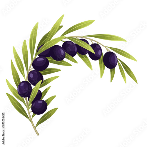 Olive branch with green leaves and purple olives