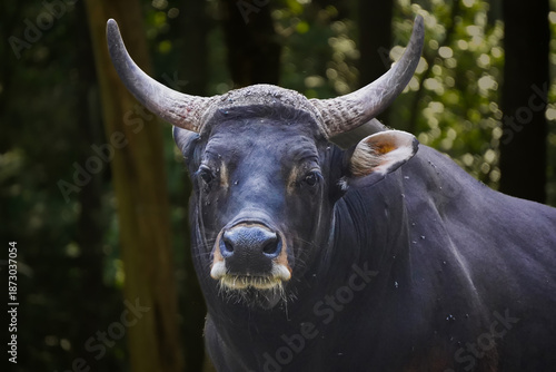 Close-up portrait of a black bull with curved horns standing in a wooded area with natural lighting.