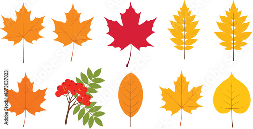 Colorful autumn leaves and rowan branch maple leaves berries