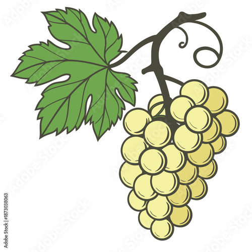 Green White Grapes Bunch on Vine with Leaf and Tendril Vector Illustration
