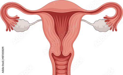 Female reproductive system anatomy illustration showing uterus ovaries fallopian tubes detailed medical gynecology biology education healthcare vector isolated background