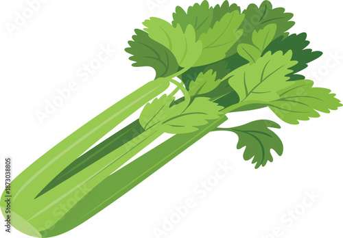 Fresh green celery bunch illustration isolated on white background, healthy vegetable food concept for cooking, nutrition, organic diet, kitchen design