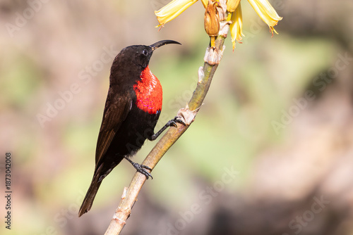 Scarlet-chested Sunbird (Chalcomitra senegalensis) male perched on Aloe, Phalaborwa, Limpopo, South Africa
