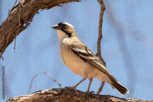 White-browed Sparrow-weaver (Plocepasser mahali mahali) Kgalagadi Transfrontier Park, Kalahari, Northern Cape, South Africa