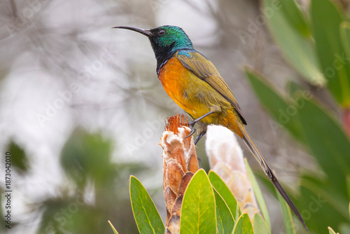 Orange-breasted Sunbird (Anthobaphes violacea), perched on Protea Flower, Kirstenbosch Botanical Garden, Cape Town South Africa