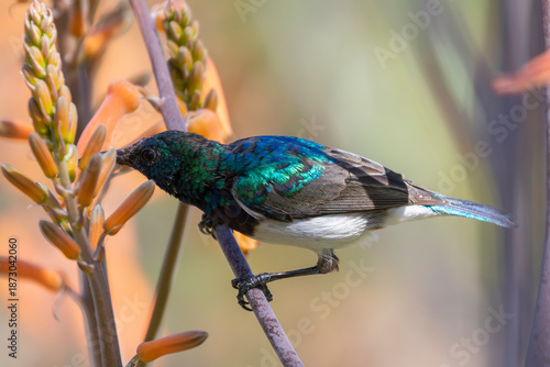 White-bellied Sunbird male (Cinnyris talatala) feeding on aloe flower, Limpopo, South Africa, close up side view, pollination, pollinator