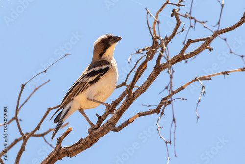 White-browed Sparrow-weaver (Plocepasser mahali mahali) Kgalagadi Transfrontier Park, Kalahari, Northern Cape, South Africa