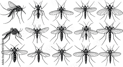 Mosquito vector illustration, insect silhouette collection, tropical mosquito artwork, dangerous pest icons, disease carrying insect drawings, dengue malaria zika bug graphics