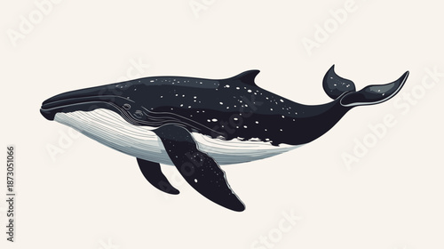 Illustration of a Humpback Whale Swimming.
