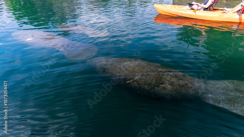 Kayakers surfing over a manatee group