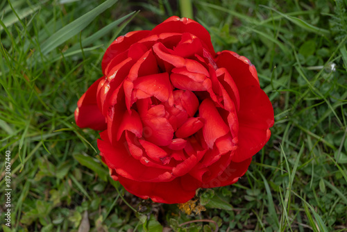 Red Tulip Flower Of Tulipa Miranda