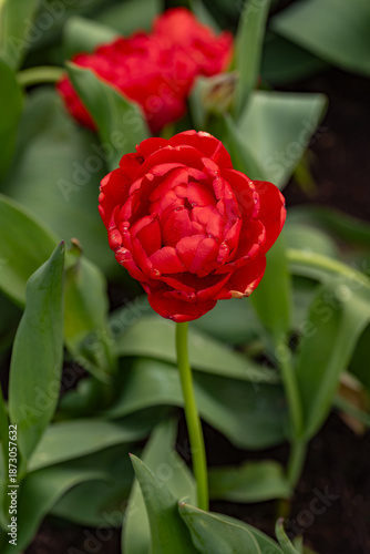 Red Tulip Flower Of Tulipa Miranda