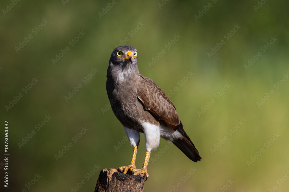 Fototapeta premium Close up of a Rufous-winged Buzzard (Butastur liventer) bird with yellow eyes looking at camera.