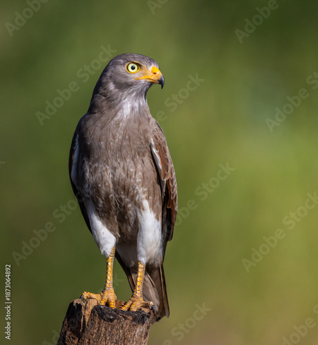 Close up of a Rufous-winged Buzzard (Butastur liventer) bird with yellow eyes looking at camera.