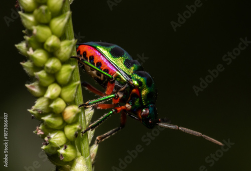 Foto Jewel bug It has soft wings but a hard, armor-like chest.