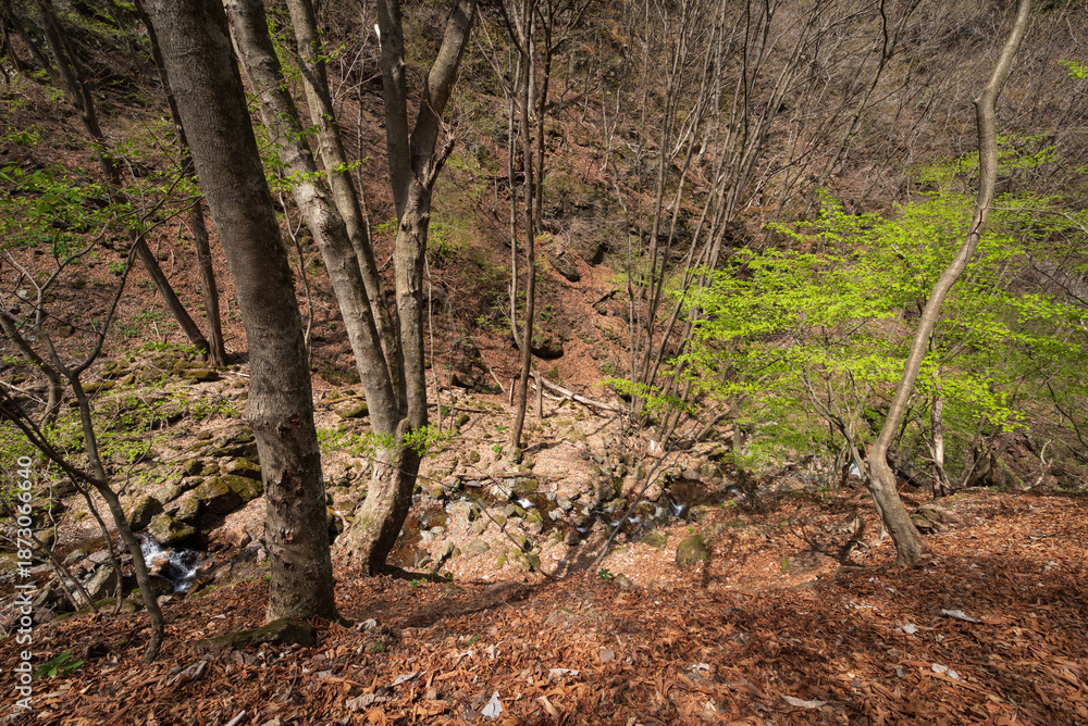 Obraz premium Climbing Mount Ryokami, Saitama, Japan