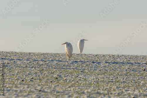 Great white Egrets standing on a frozen field near Grube Fernie, Linden, Hessia, Germany