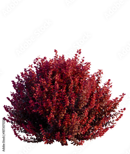 Foto Berberis thunbergii f atropurpurea Gentry tree, front view, cutout, transparent