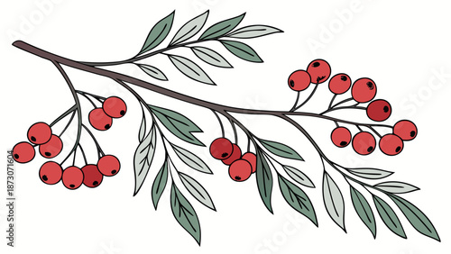 Elegant Rowan Branch Illustration with Berries and Leaves.