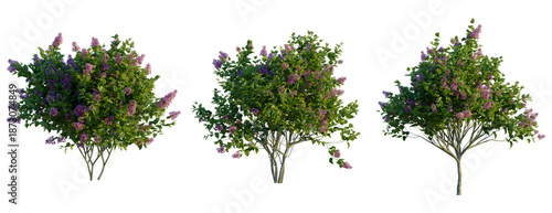 Canvas Print Syringa vulgaris tree, front view, cutout, transparent background, isolate, Lila