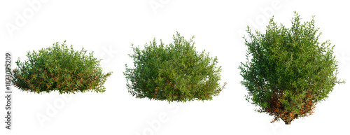 Thuja occidentalis Teddy tree, front view, cutout, transparent background, isolate, Three lush green shrubs in varying sizes and shapes, natural garden elements