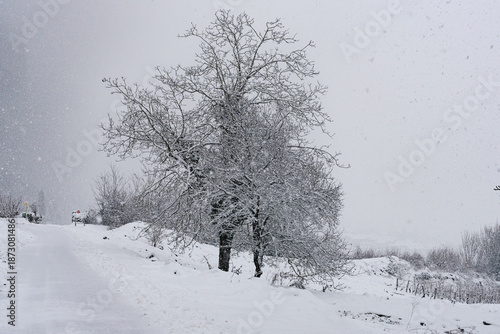 Trees with landscape covered with snow while snow falling in a countryside during winter. 