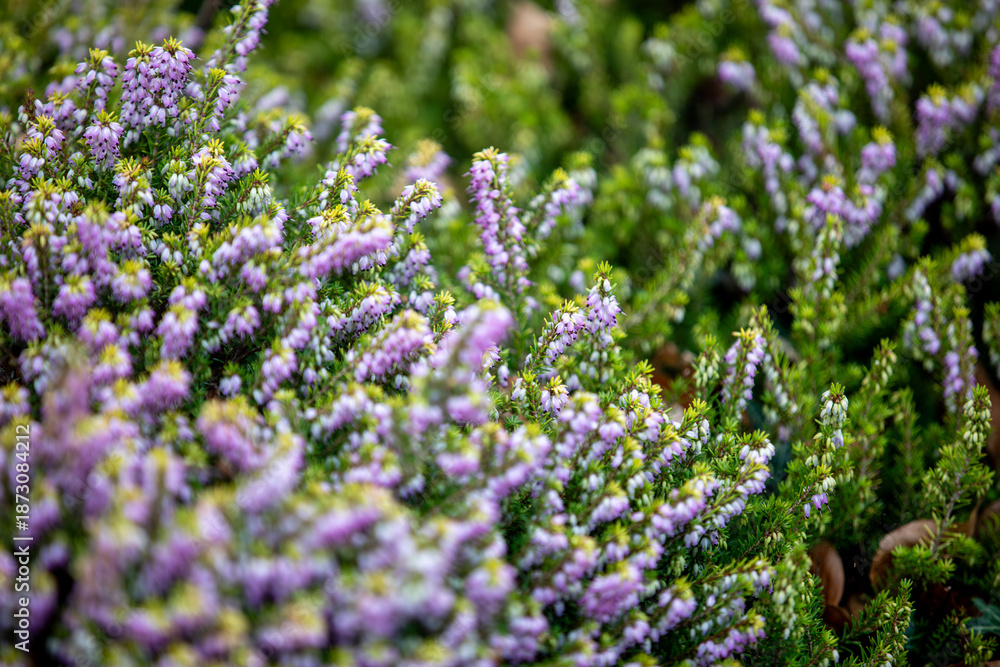 Fototapeta premium Winter Heath (erica carnea) growing along the side of the A390 in Penstraze (Cornwall, UK).