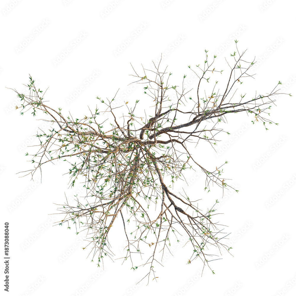 Fototapeta premium Larrea divaricata tree plan, top view, cutout, transparent background, isolate, Delicate Willow Branch with Emerging Green Leaves - Nature's Spring Renewal