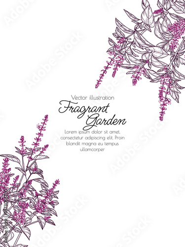 Vector illustration fragrant garden. Red basil bush in engraving style