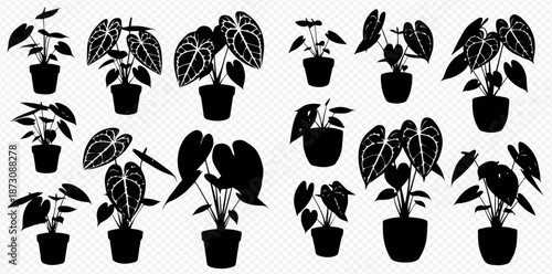 Elegant Silhouette Collection of Anthurium Plants in Pots Botanical Indoor Decor for Modern and Minimalist Home Designs Vector Set silhouette