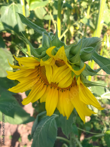 Sunflower in sunlight with other sunflowers softly blurred in the background.