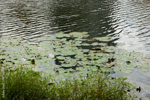 Lake with rippled water, green grass along the shore, and water lilies with large green leaves and yellow flowers.