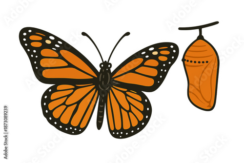Monarch butterfly and chrysalis showing life cycle stages in a simple drawing