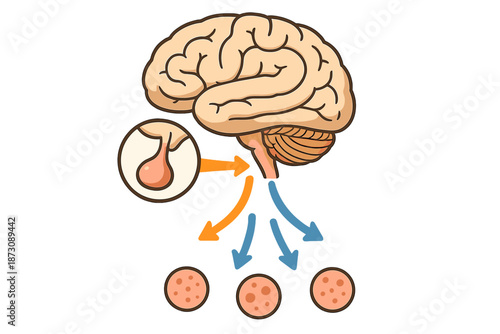 Understanding brain function through illustration of neural connections and communication pathways in the human body