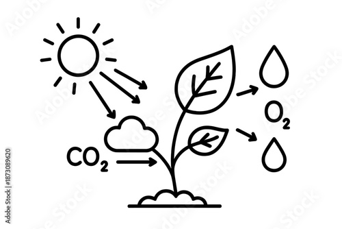 Sunlight, carbon dioxide, and water interact with a plant to produce oxygen and support growth in nature's cycle