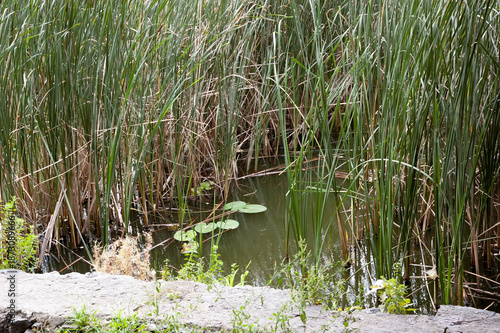 Green lake water with reeds and water lilies, with a concrete embankment in the foreground.