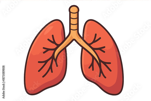Diagram showing lungs with bronchi in a simple illustration useful for educational purposes and learning anatomy basics